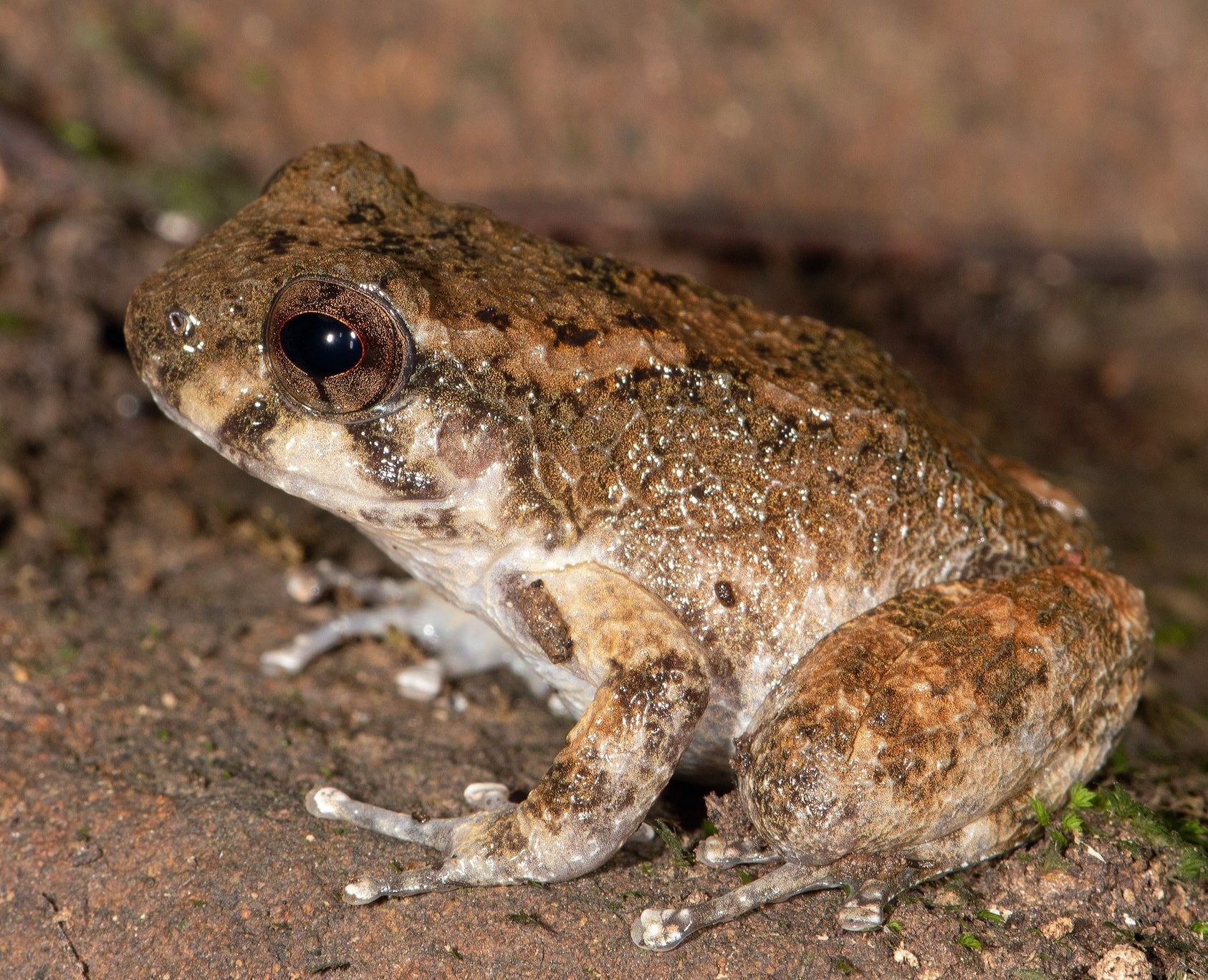 What is Alcalus Fontinalis?