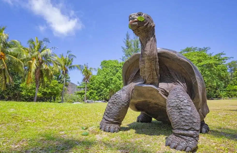 Aldabra giant tortoise