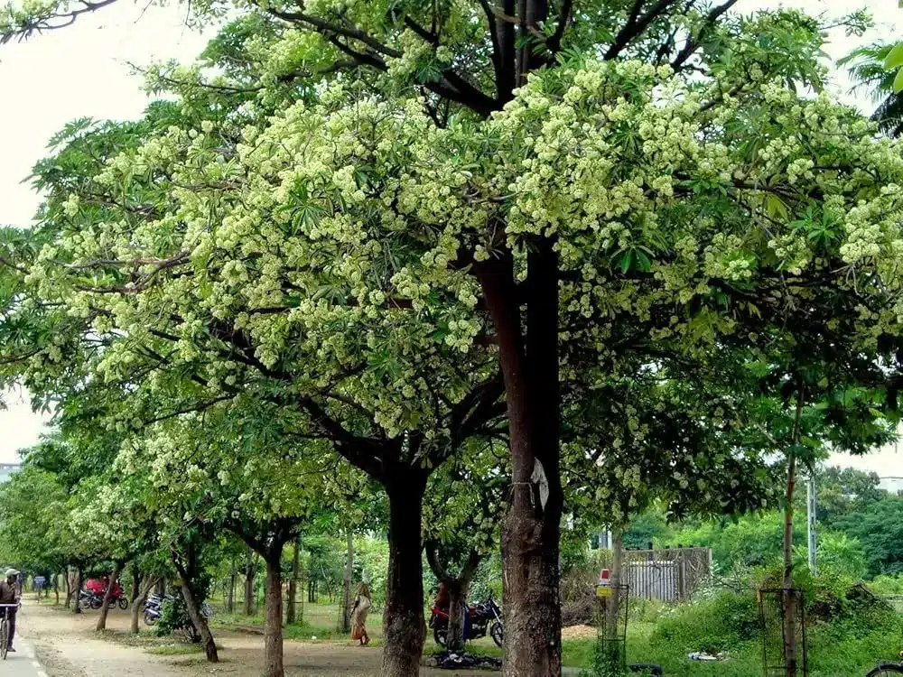 What is Alstonia scholaris?