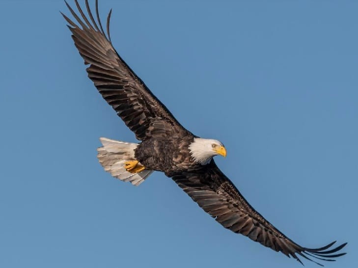 American Bald Eagle