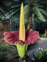 Amorphophallus Titanum