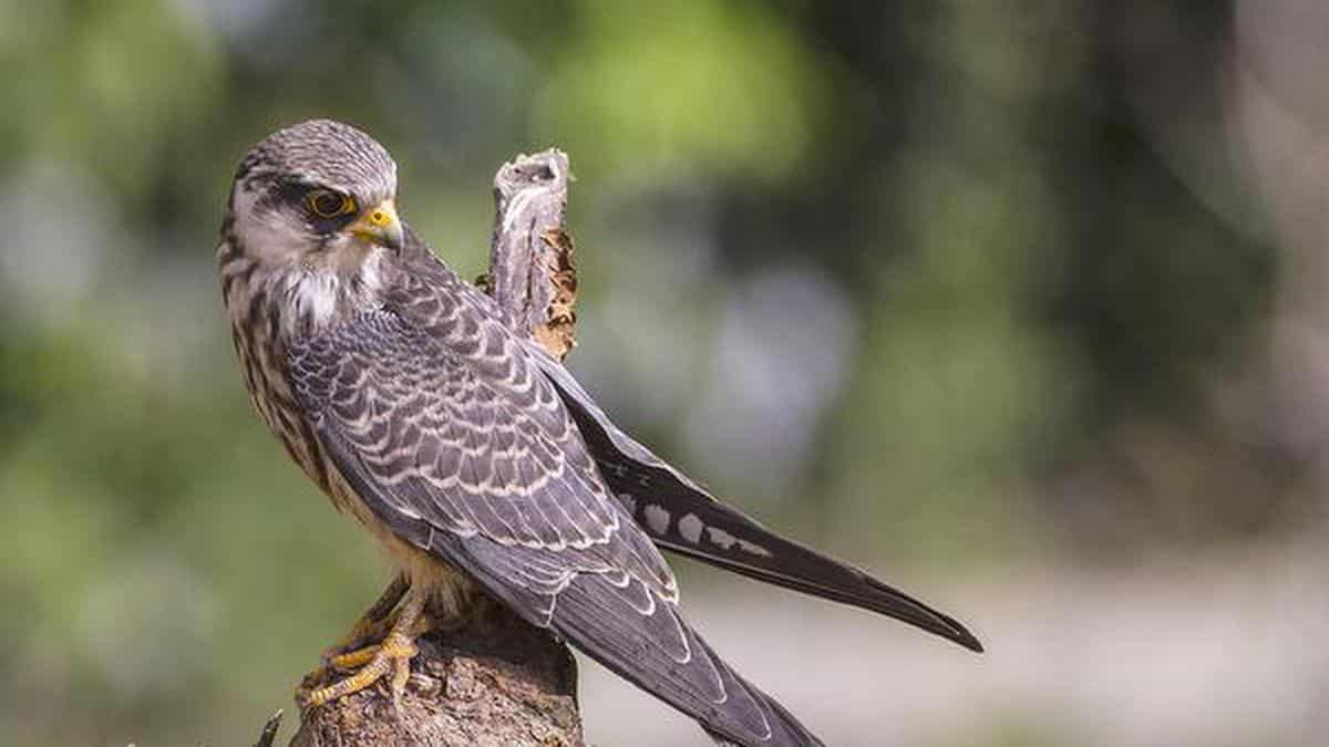 Amur falcon