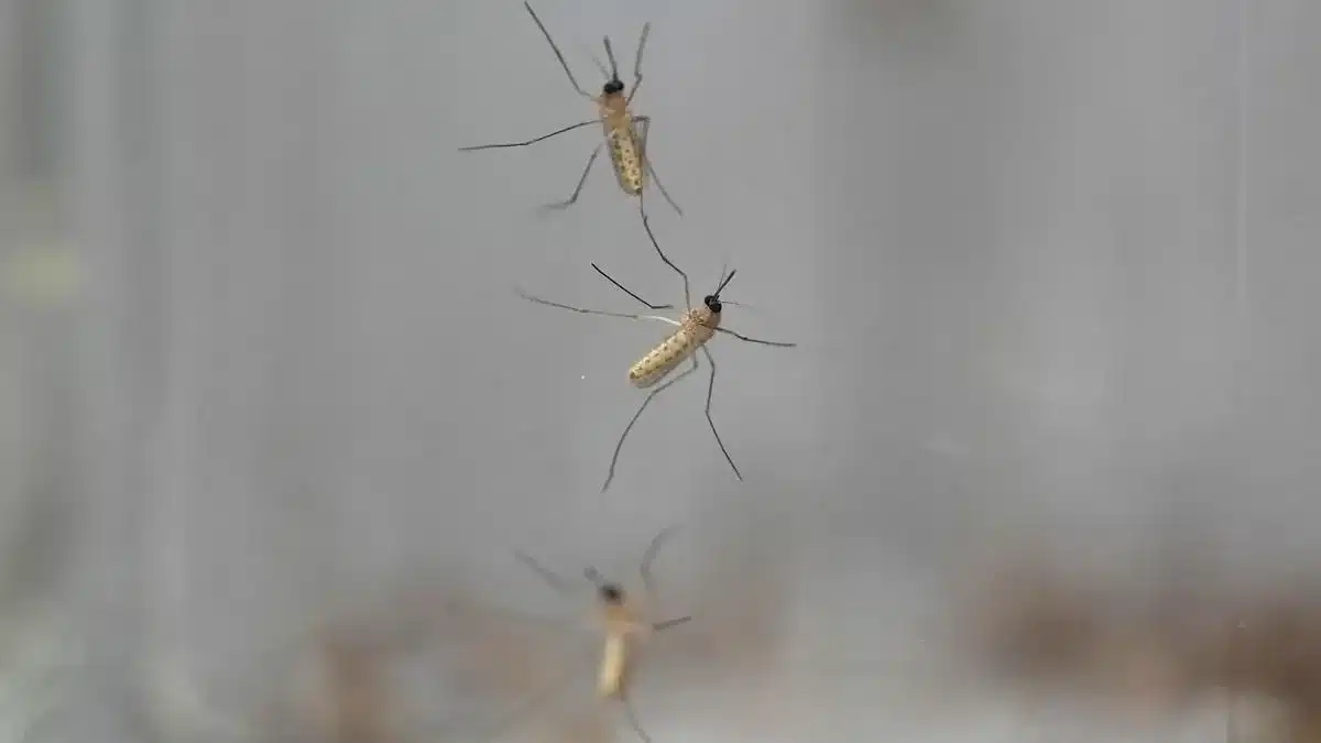 Anopheles stephensi