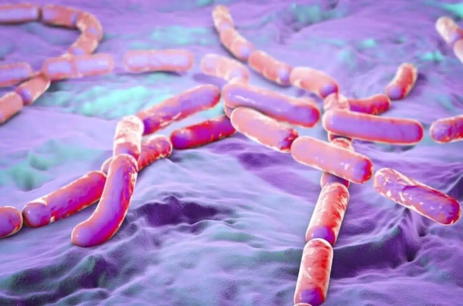 What is Anthrax?