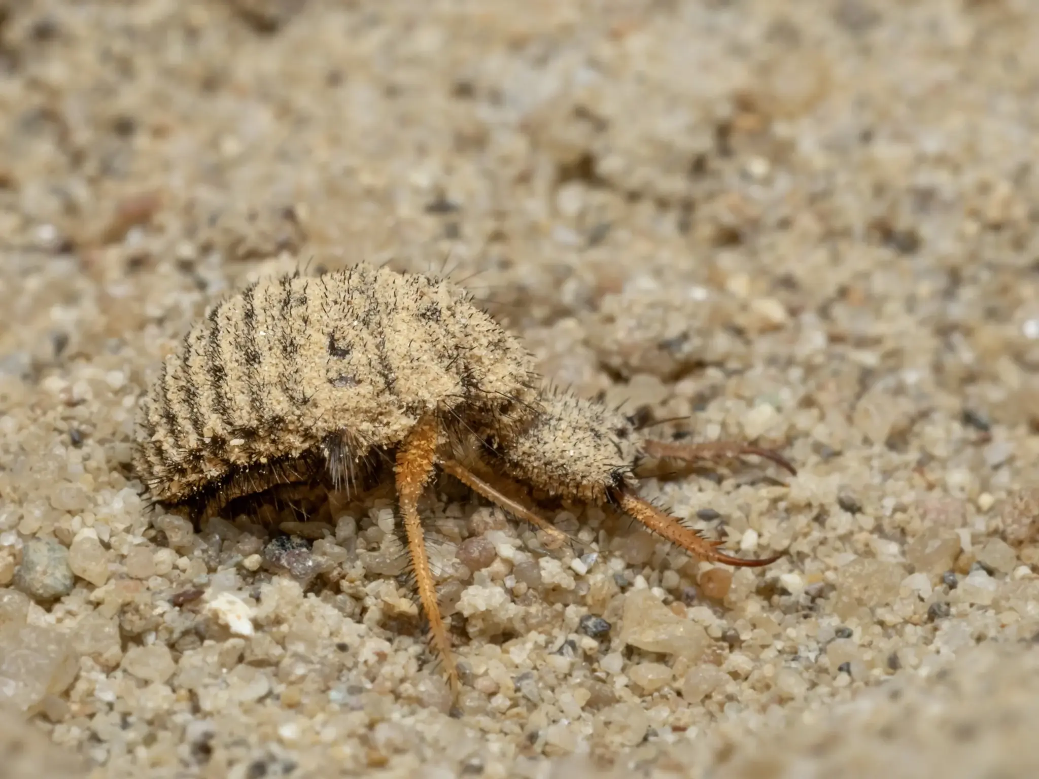 Antlion species
