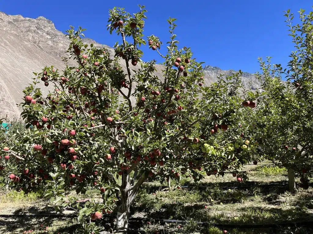Apple Cultivation