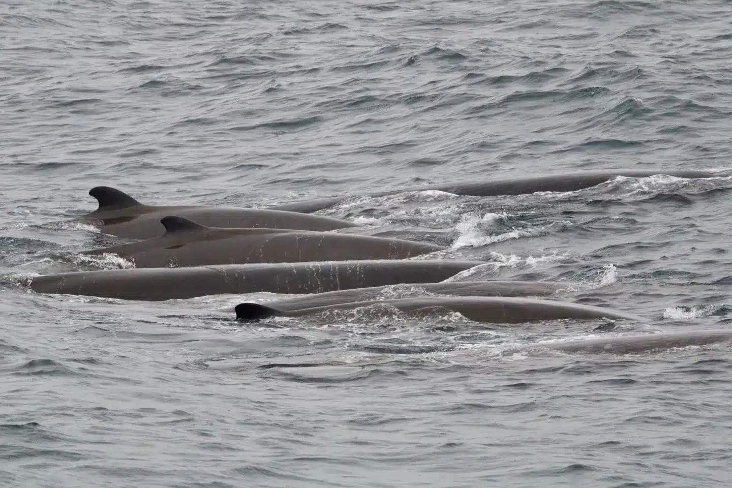 Arnoux’s Beaked Whale