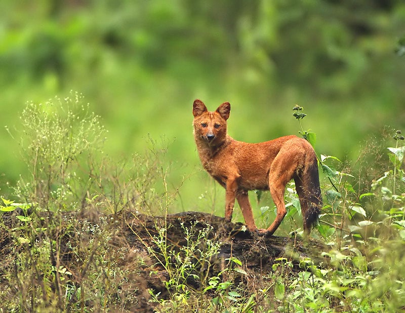 Asiatic Wild Dog (Dhole)