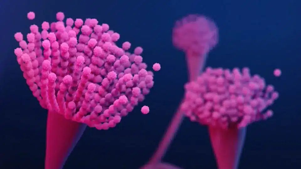 What is Aspergillus fumigatus?