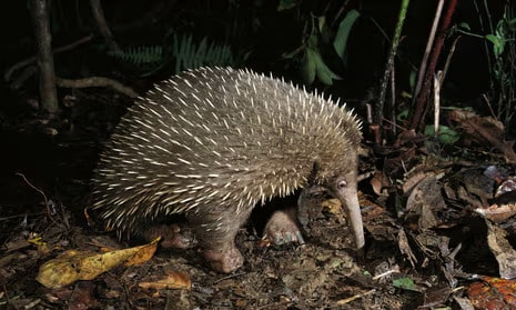 Attenborough's long-beaked echidna