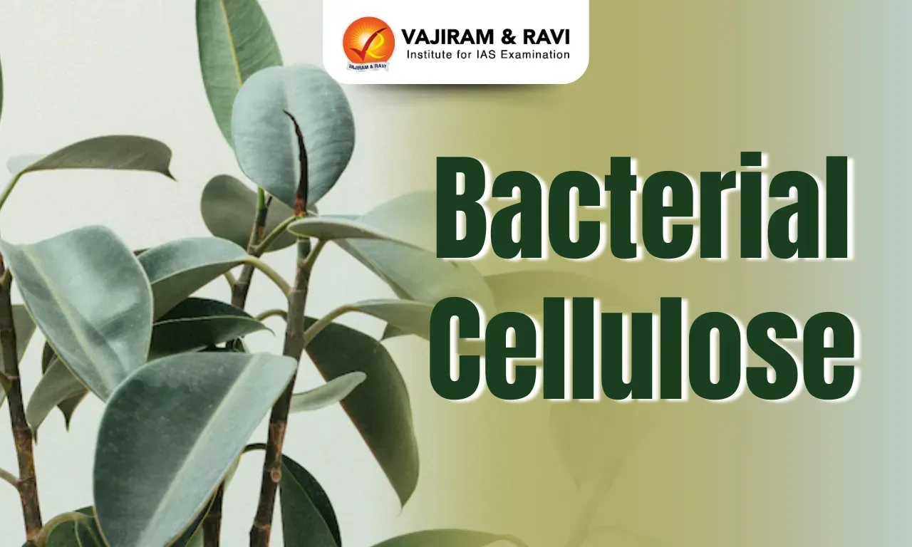 Bacterial Cellulose