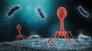 What is Bacteriophage?