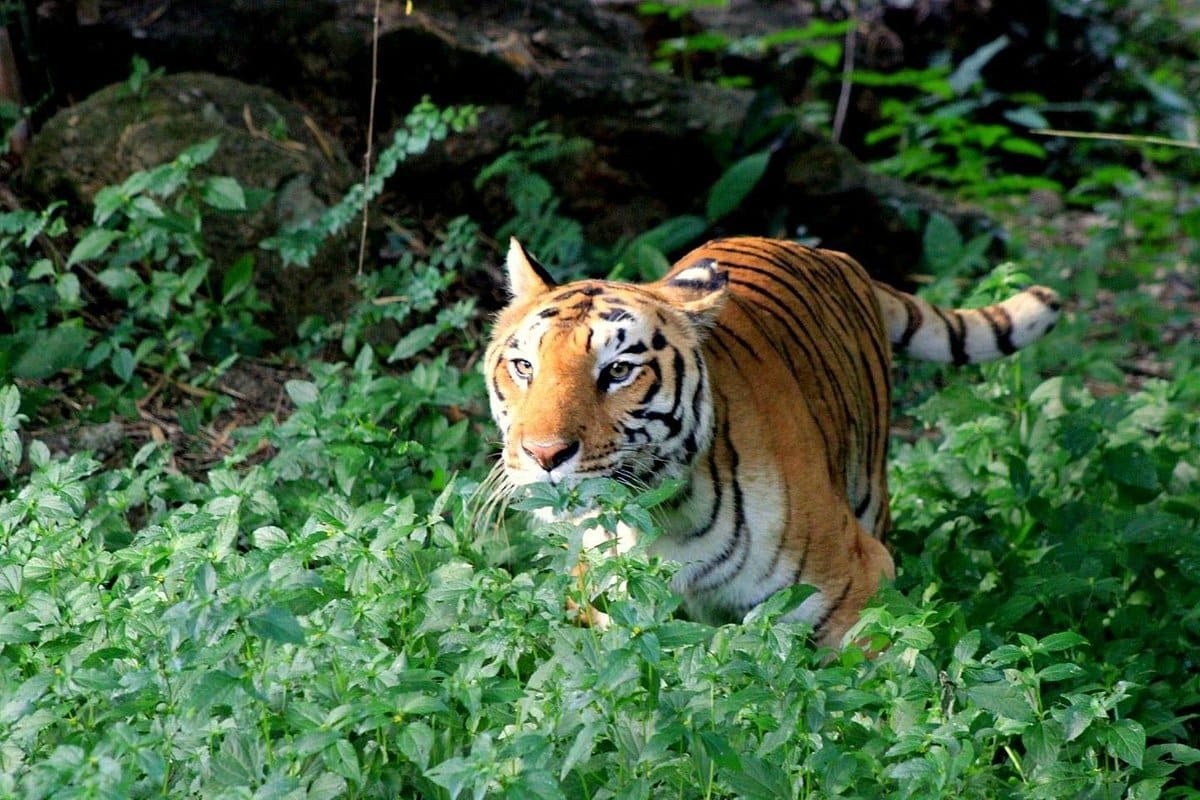 Bannerghatta National Park