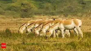 Banni Grassland