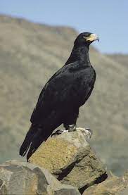 Black Eagle