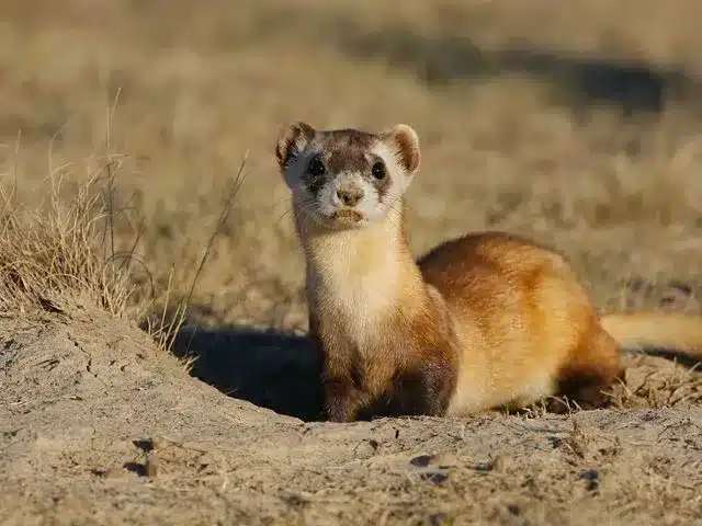 Black-Footed Ferret