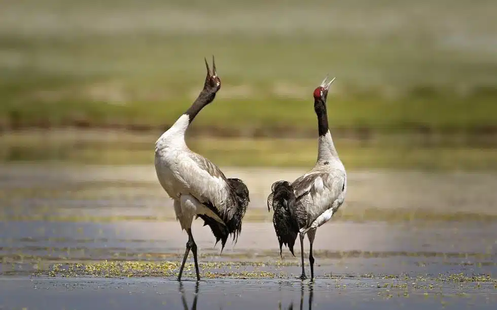 Black-necked Crane
