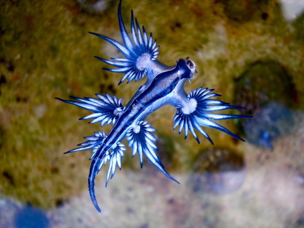 Blue dragons