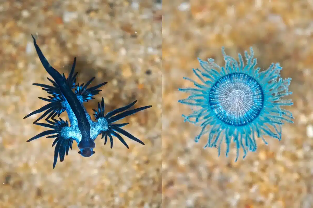 Blue Sea Dragon and Blue Button