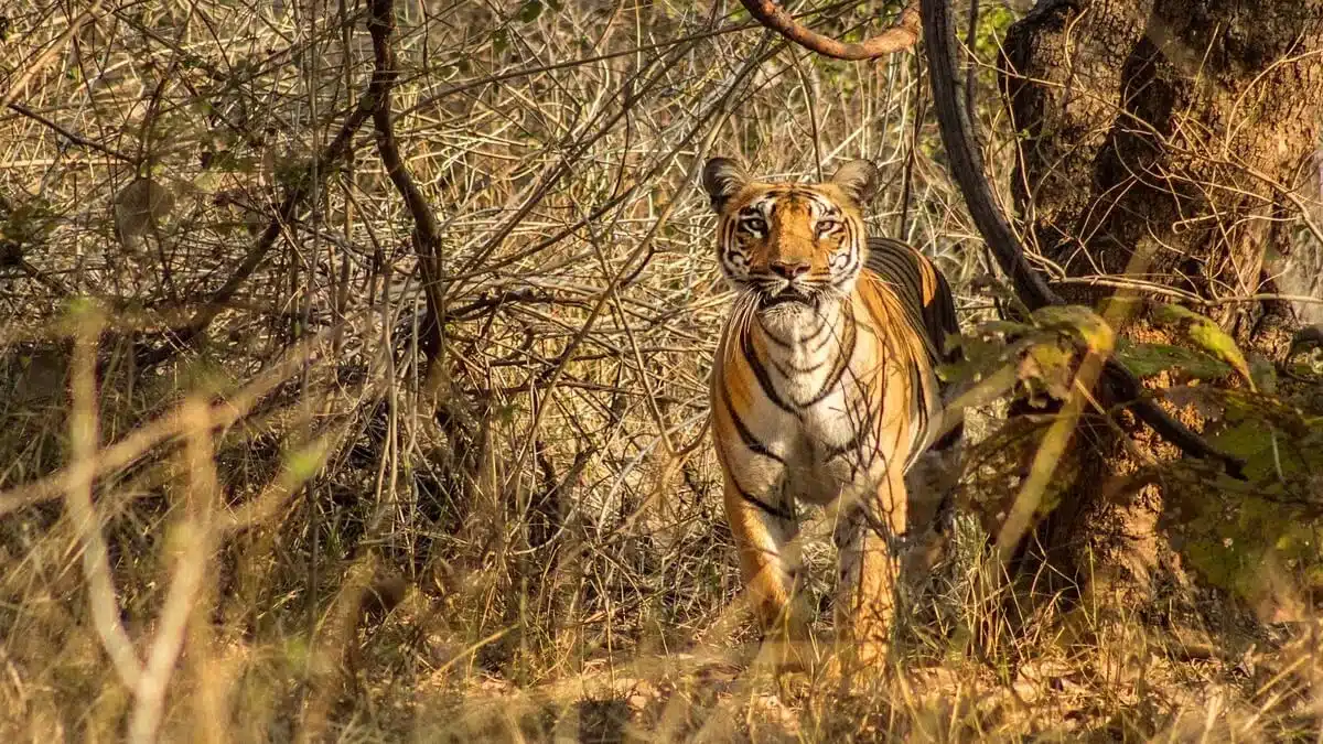 Bor Tiger Reserve