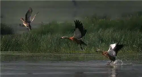 Bordoibam-Bilmukh Bird Sanctuary