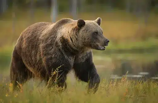 Brown bear
