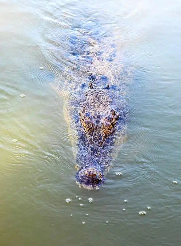 What is Brumation?