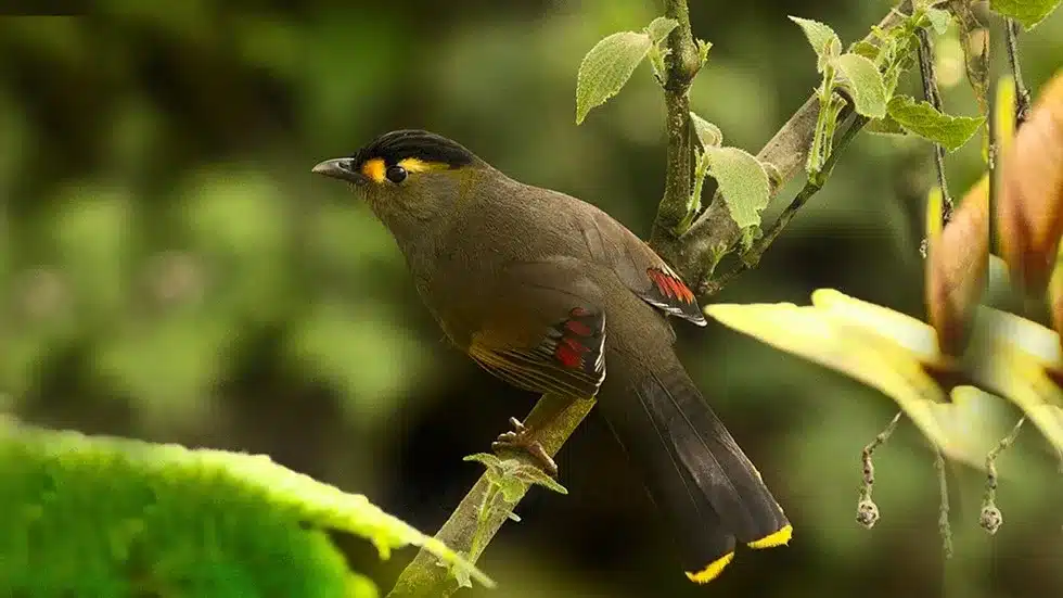 Bugun Liocichla