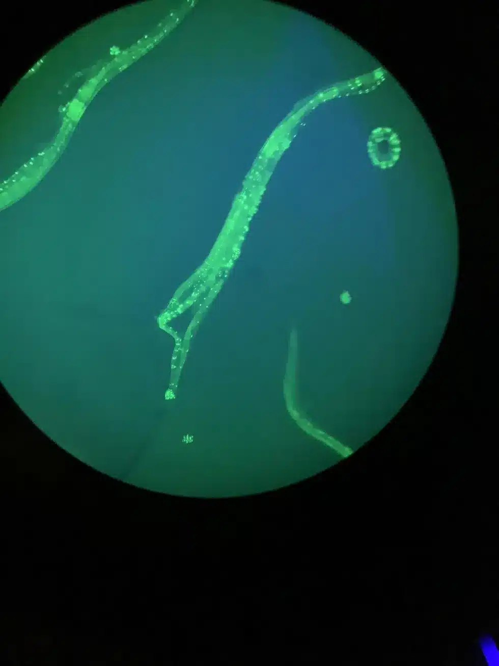 Caenorhabditis elegans