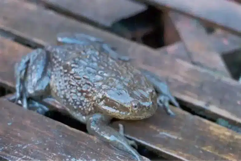 Calyptocephallela gayi