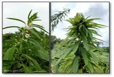 Candidatus Phytoplasma
