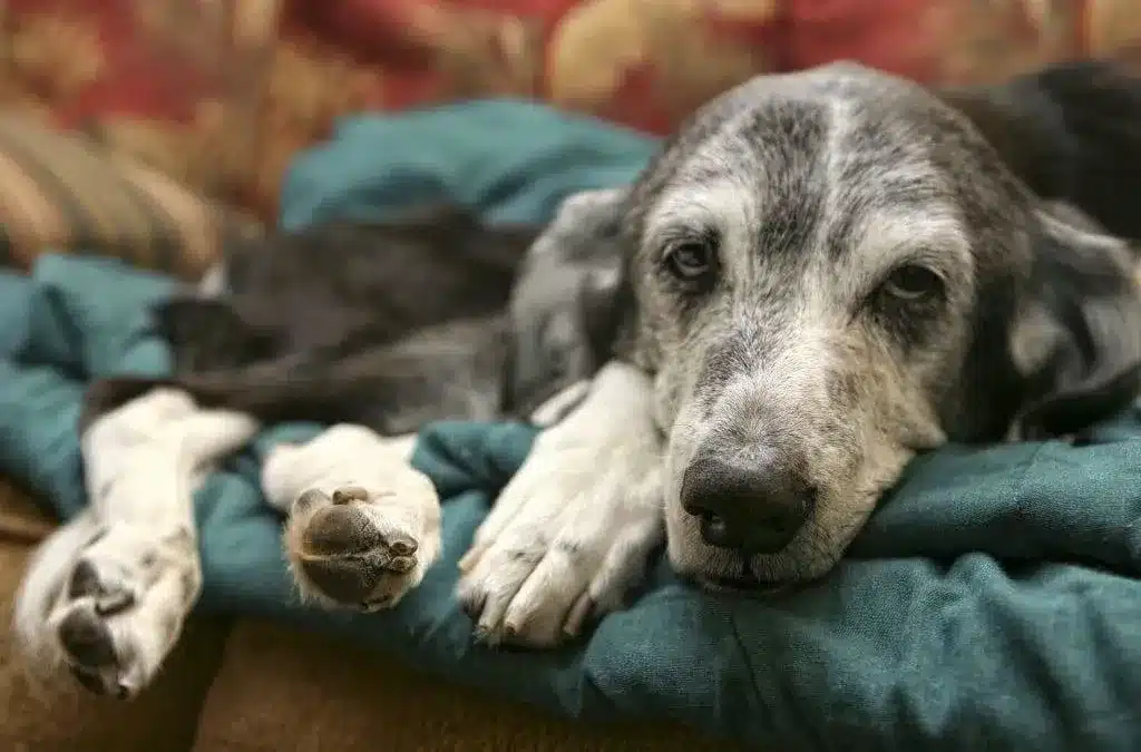 What is Canine Distemper?
