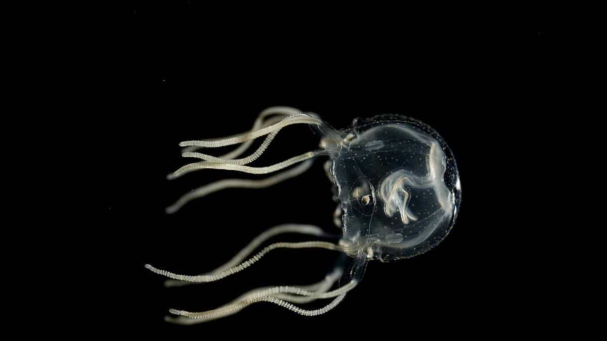Caribbean box jellyfish