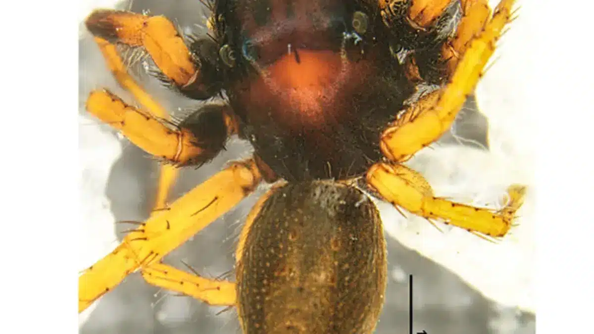 Carrhotus Piperus