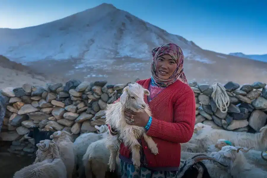 Changpa Tribe