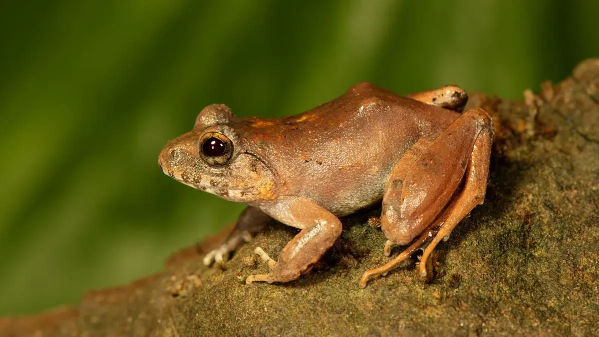 Charles Darwin’s frog