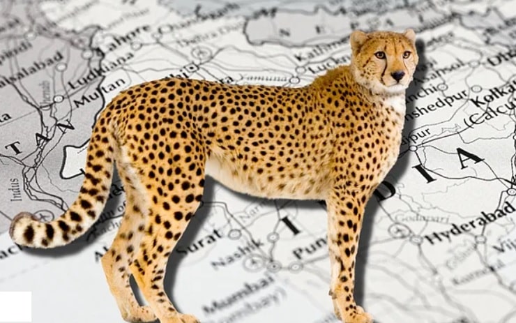 Cheetah Death at Kuno National Park