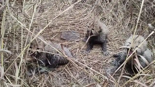 Cheetah Reintroduction Plan: Namibian Cheetah Aasha gives Birth to 3 Cubs in Kuno