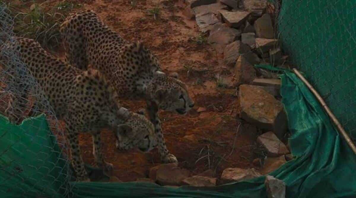 Cheetah Reintroduction Plan