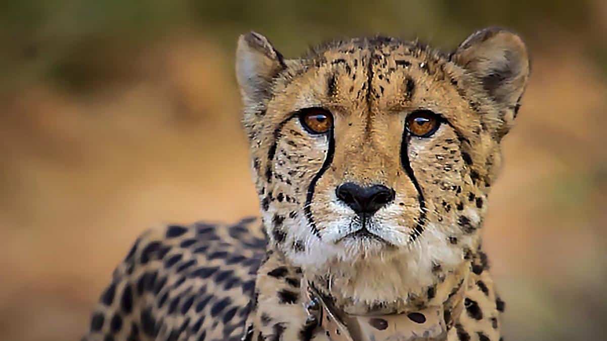Cheetah Reintroduction Plan: Significance and Challenges
