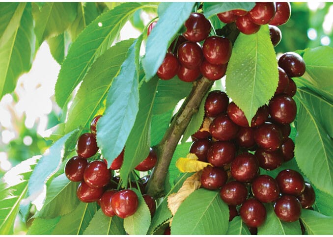 Cherry Farming