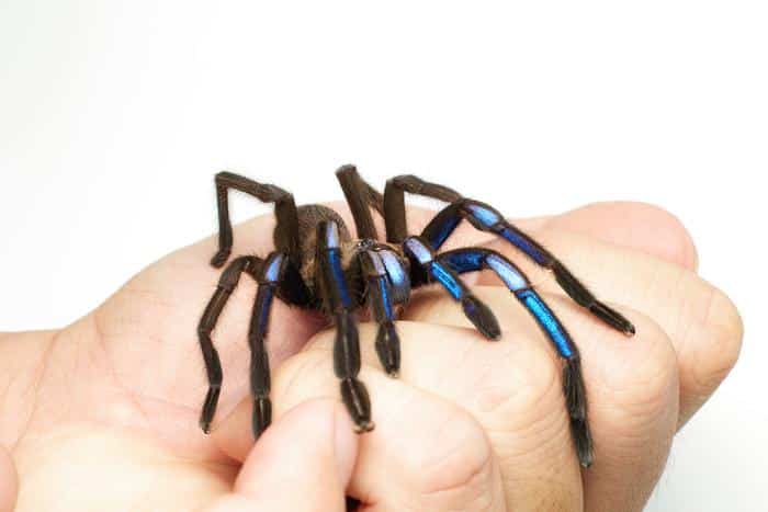 What is Chilobrachys natanicharum?