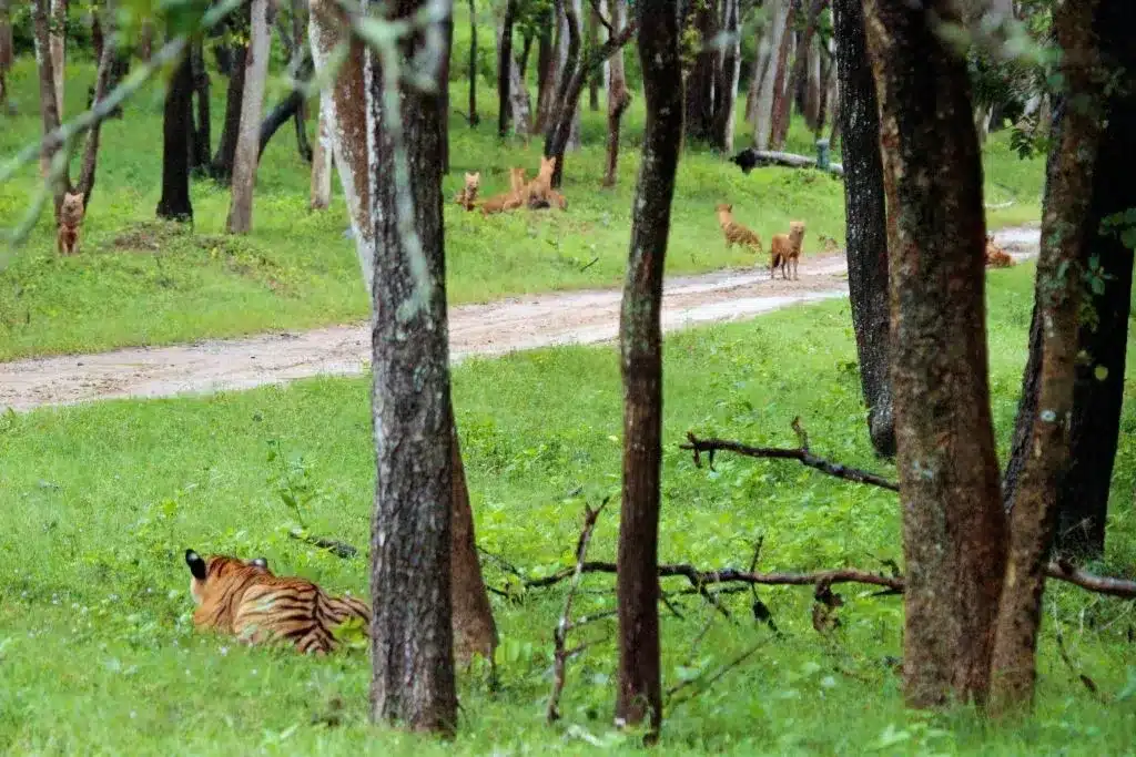 Chincholi Wildlife Sanctuary