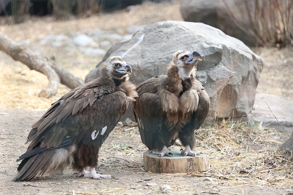 Cinereous Vulture