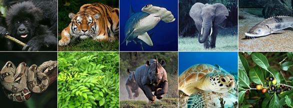 Convention on International Trade in Endangered Species of Wild Fauna and Flora (CITES)
