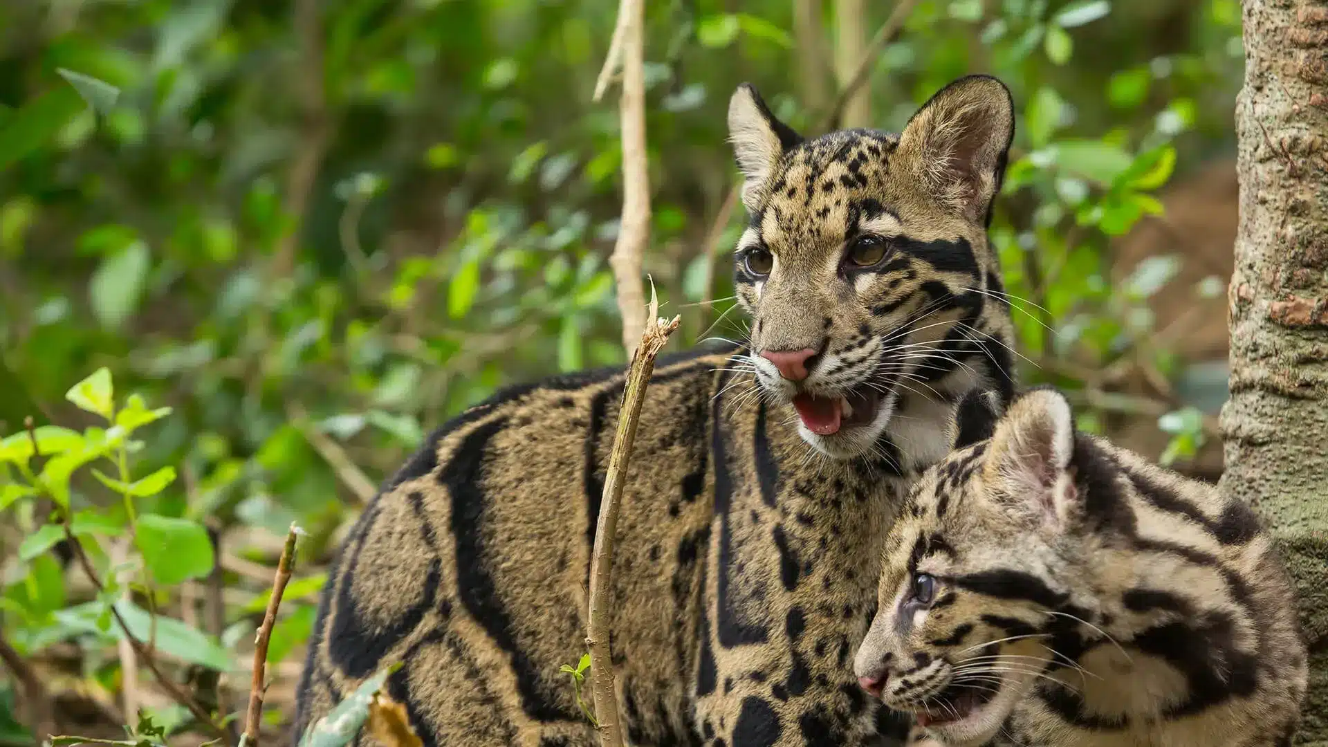 What is Clouded Leopard?