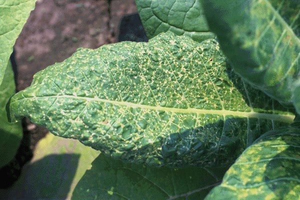 CMV and ToMV Viruses
