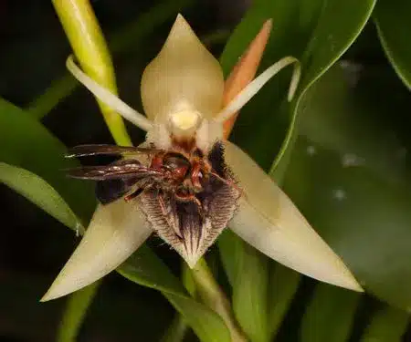 What is Coelogyne tripurensis?