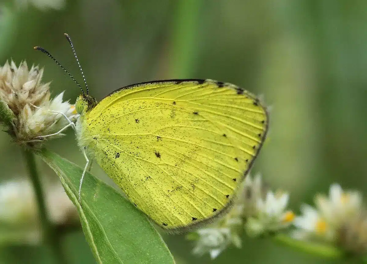 What is Common Grass Yellow?
