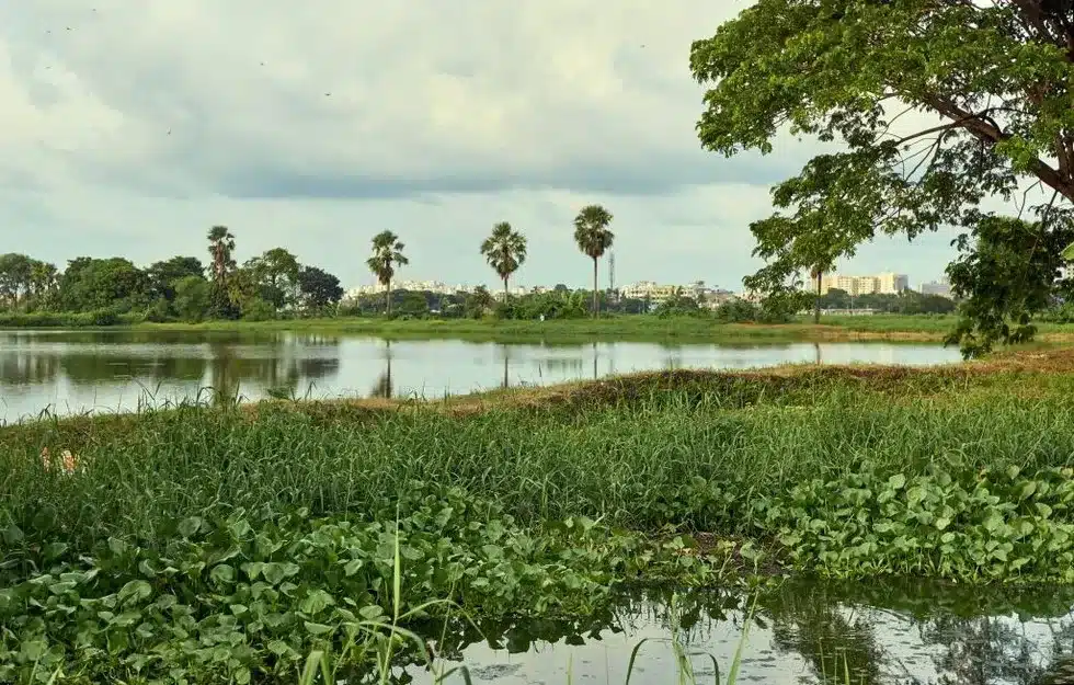 Constructed wetlands
